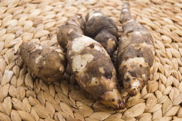 Jerusalem artichoke, lodz, poland