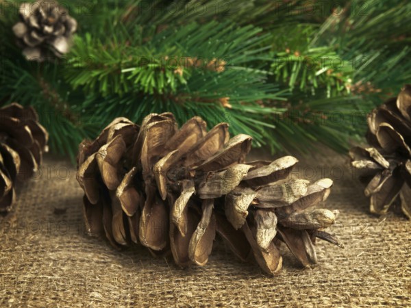 Some fir-cones at sackcloth over green fir branches