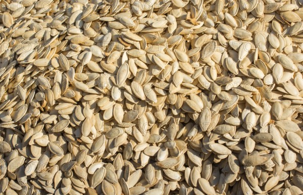 Pumpkin seeds. Background of pumpkin seeds. A lot of seeds
