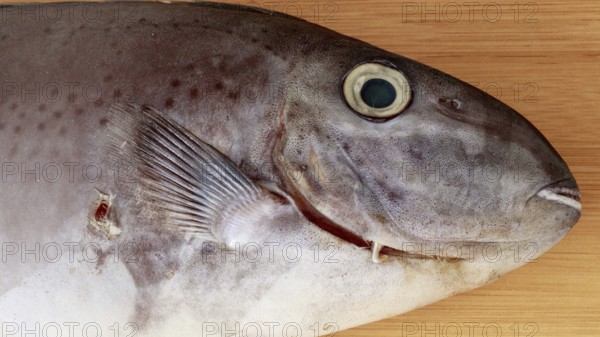 Close-up of the head of Horseface unicorfish or naso fageni fish on a wooden surface showing its eye and fin