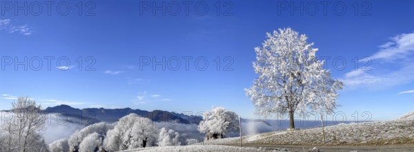 Thawing hoarfrost on solitary tree, winter lime tree, Wisen, Solothurn, Switzerland, Europe