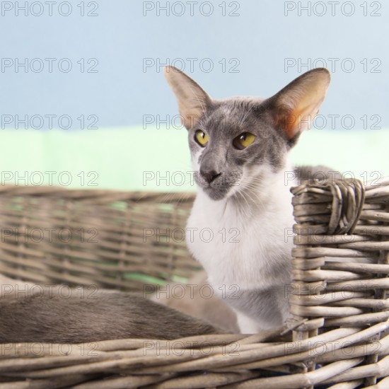 Modern gray mottled pure breed Siamese cat