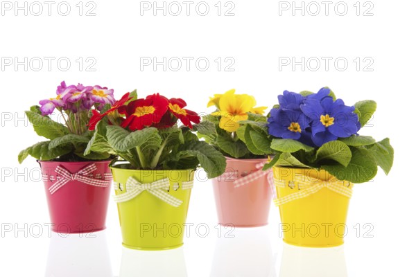 Row colorful Primroses in flower pots isolated over white background
