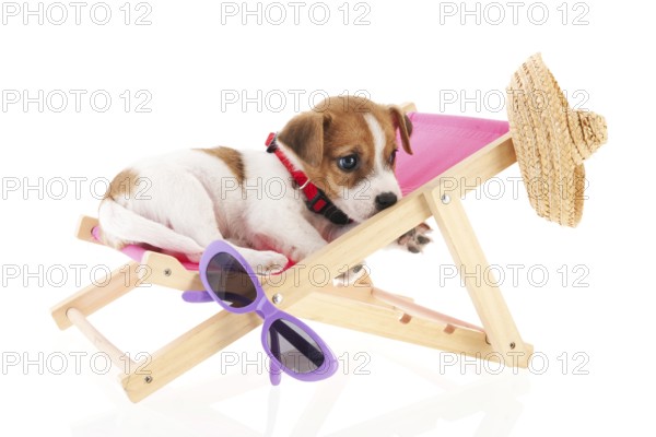 Little cute beach puppy resting in chair