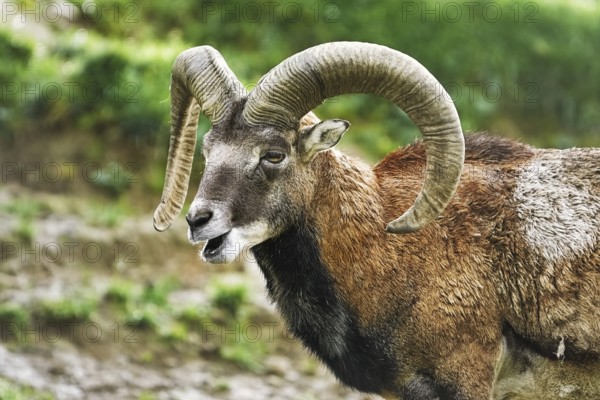 Portrait of Ram on the Pasture, Germany Obermaiselstein, Germany, Europe