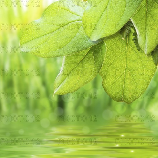 Green freshness sunny scenery with leaves and water