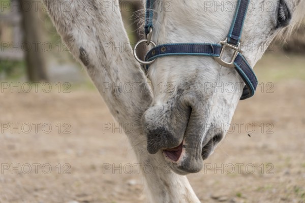 White horse grooming itself at the foot - close-up of a grey horse's head