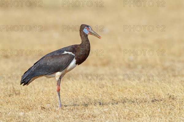 Abdim's stork, rain stork, Abdim, (Ciconia abdimii), African stork species, family of storks, Raysut Water Treatment Plant, Salalah, Dhofar, Oman, Asia