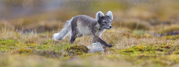 Arctic fox foraging, Arctic fox, (Alopex lagopus), Europe, Norway, Spitsbergen, Longyearbyen, Svalbard / Spitsbergen, Norway, Europe