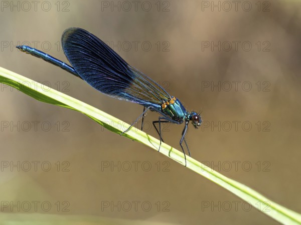 Blue-winged damselfly, dragonfly, damselfly, common damselfly, insect, insect, (Calopteryx virgo), Lesvos, Greece, Europe
