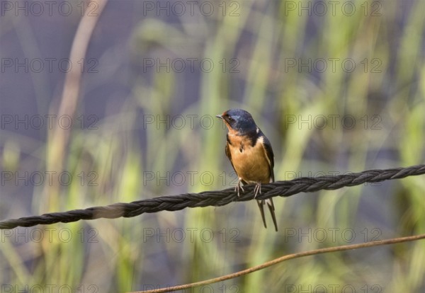 Barn Swallow on Wire in Saskatchewan Canada