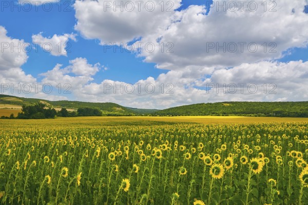 Sunflowers Field in Bulgaria Devnja, Varna, Bulgaria, Europe