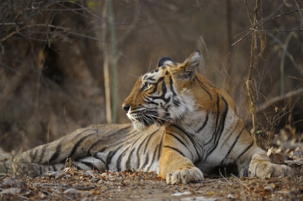 Bengal Tiger, Ranthambore national park, rajasthan, India, Asia