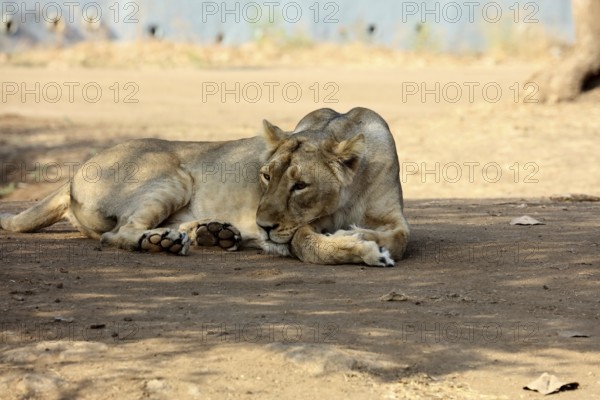 Lioness sasan gir Gujarat India Asia
