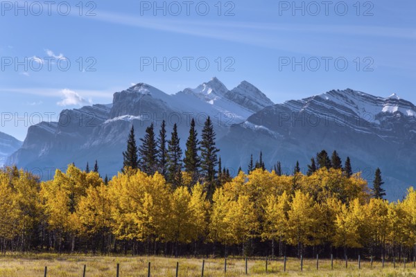 The first snow has already fallen on the peaks. The yellow foliage of birches and aspens is mixed with green conifers. Great Canadian Rockies. Scenic shores of Abraham Lake