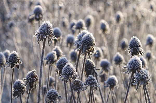 Sun hat with hoarfrost in winter, black-eyed Susan with hoarfrost in winter