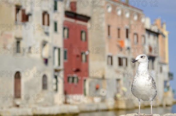 Seagulls on shore of the Mediterranean Sea