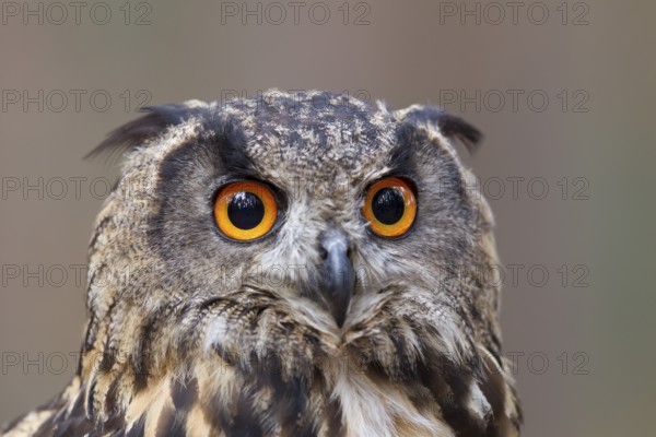 Uhu, Bubo bubo, Eurasian Eagle Owl