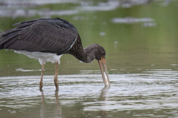Young black stork with prey