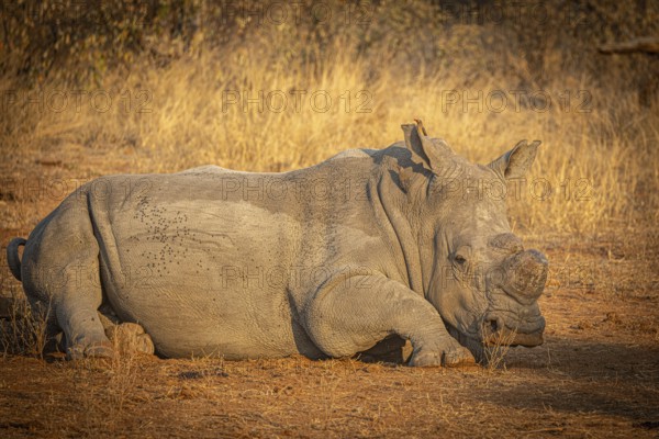 Reclining white rhinoceros (Ceratotherium simum) with sawn-off horn, Anti-Poaching, Balule Plains, South Africa, Africa