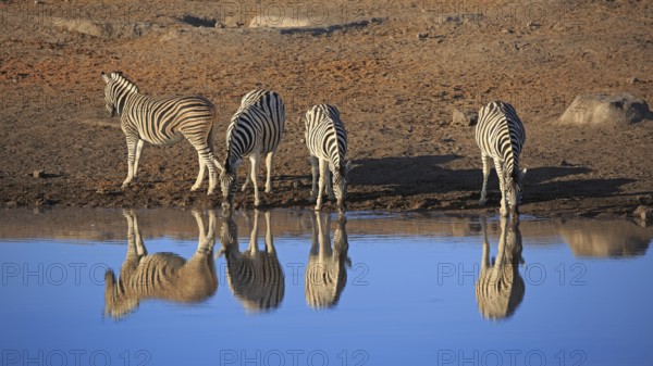 Zebras drinking at a waterhole in Etosha National Park in Namibia