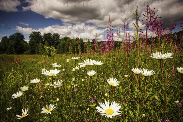Wild flowers near the lake and sky landscape