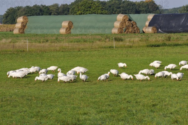 Gaensezucht, Hausgaense (Anser anser domestica) Geese (Anser anser domestica)