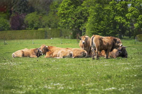 Herd of happy cows on a pasture