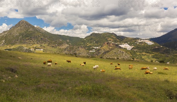Pueblos Blancos near Casares, Andalusia, Spain, Europe