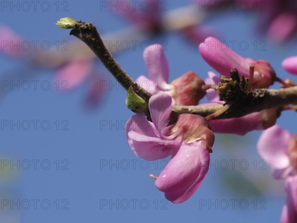 Cercis canadensis Avondale
