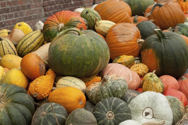 Various colourful pumpkins of different sizes and shapes, harvest shown, borken, münsterland, germany