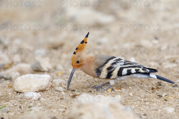 Hoopoe, (Upupa epops), on a perch, family Hoopoes, early raptors, Hides de El Taray / Lesser Kestrel Hide, Villafranca de los Caballeros, Castilla La Mancha / Toledo, Spain, Europe