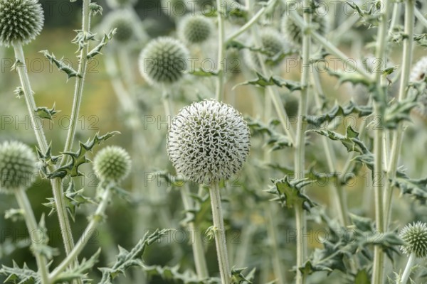 Spherical thistle (Echinops sphaerocephalus), Sarastro Stauden, Ort im Innkreis, Upper Austria, Austria, Europe