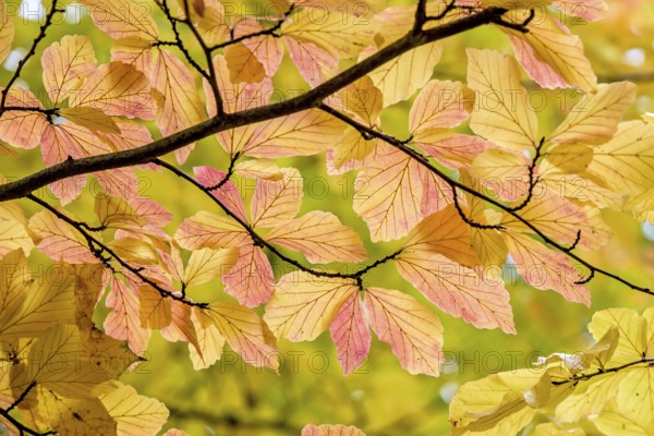 Persian ironwood (Parrotia persica), Treptower Park, Berlin, Berlin, Germany, Europe