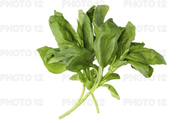 Vibrant green basil leaves are grouped together, showcasing their smooth texture and rich color