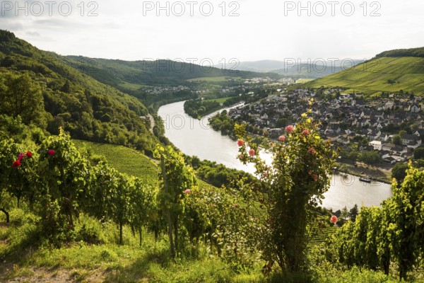 Vineyard with roses, sunset, Moselsteig Trail, Bernkastel-Kues, Moselle, Rhineland-Palatinate, Germany, Europe
