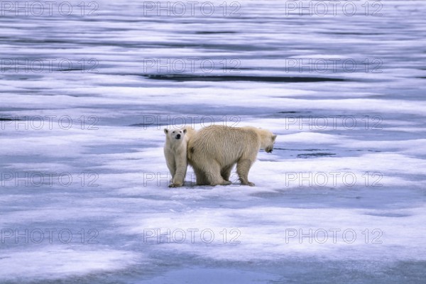 Two Polar bears (Ursus maritimus) on melting sea ice in arctic, Spitsbergen, Svalbard, Norway, Europe