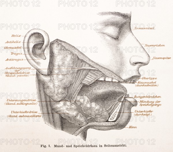 Medicine, anatomy, drawing of the human face with oral and salivary glands, helix, antihelix, auricle, tragus, antitragus, excretory duct of the parotid gland (glandula parotidea or parotis), submandibular gland (glandula submandibularis), root of the nose, bridge of the nose, tip of the nose, upper lip, masseter muscle, frenulum of the tongue, mouth of the salivary ducts, lower jaw, chin, historical illustration in black and white from Meyers encyclopedia 4. Edition 1889 and 1890, Germany, Europe