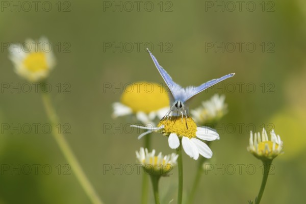 Common blue butterfly (Polyommatus icarus) adult insect feeding on a Mayweed flower in summer, England, United Kingdom, Europe