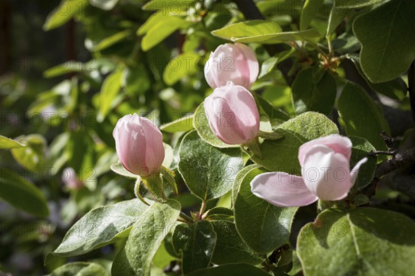Quince (Cydonia oblonga) in bloom