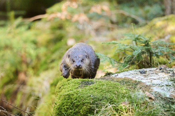 Eurasian otter (Lutra lutra) running over rocks in the bavarian forest, Bavaria, Germany, Europe