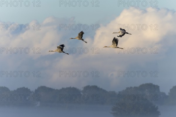 A group of cranes flies high in the cloudy, misty sky, Crane (Grus grus) wildlife, Western Pomerania Lagoon National Park, Zingst, Mecklenburg-Western Pomerania, Germany, Europe