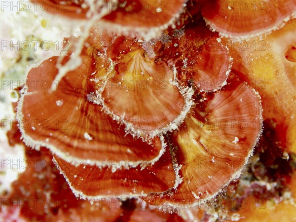 Close-up of scale leaf (Peyssonnelia squamaria), red alga, algae, with distinct textures and colour nuances, dive site Les Grottes, Giens peninsula, Provence Alpes Côte d'Azur, France, Europe