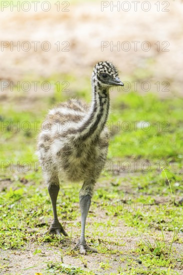 Emu (Dromaius novaehollandiae) youngsters on the ground, Bavaria, Germany, Europe