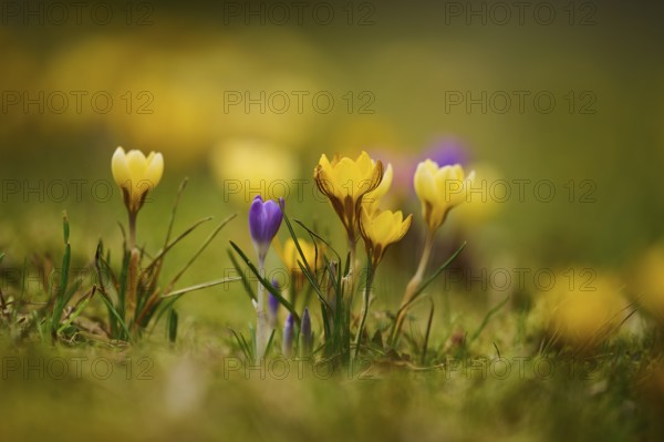 Spring Crocus or Giant Crocus (Crocus cultivars) flowering colourful in spring on a meadow, Bavaria, Germany, Europe