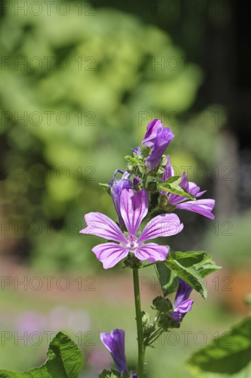 Common mallow (Malva sylvestris), flower in a meadow, medicinal plant, aromatic plant, medicinal use, Wilnsdorf, North Rhine-Westphalia, Germany, Europe