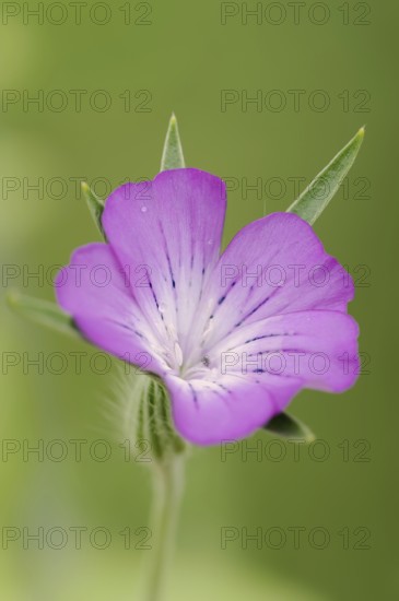 Common corncockle (Agrostemma githago), flower, North Rhine-Westphalia, Germany, Europe