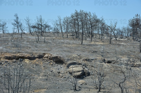A desolate, charred landscape with burnt trees on a hill after a fire, forest fires, summer 2023, forest fire damage, Kiotari, Rhodes, Dodecanese, Greek Islands, Greece, Europe