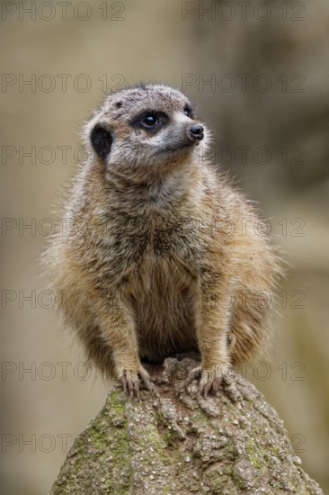 Meerkat (Suricata suricatta), adult, guardian on a hill, vigilant, captive, occurrence southern Africa