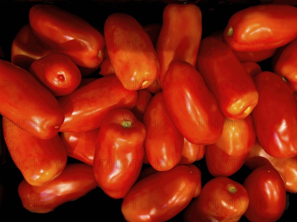 Red San Marzano tomatoes in bulk, international